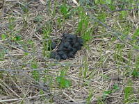 �F�̂��񂿁B